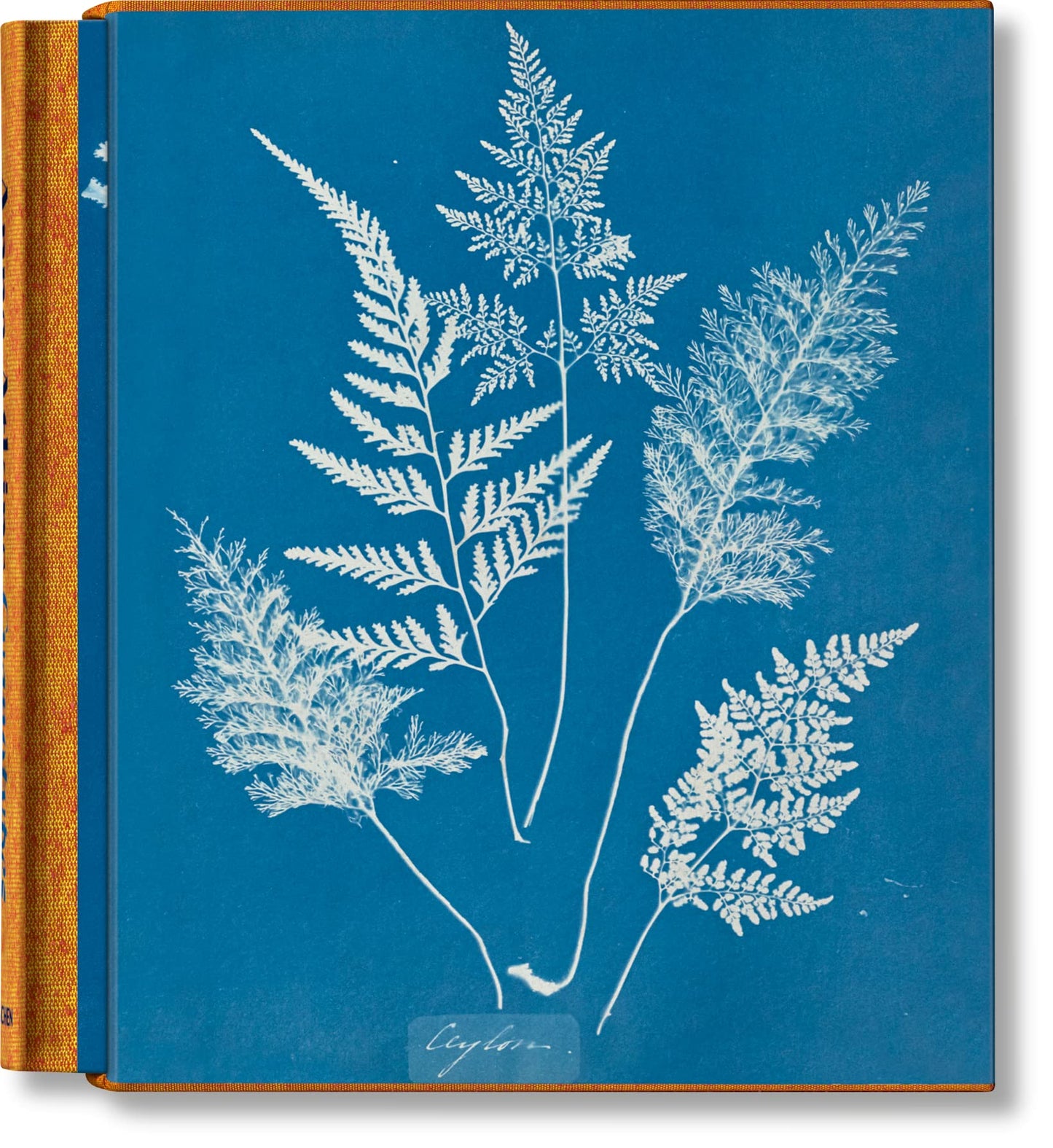 Anna Atkins / Cyanotypes