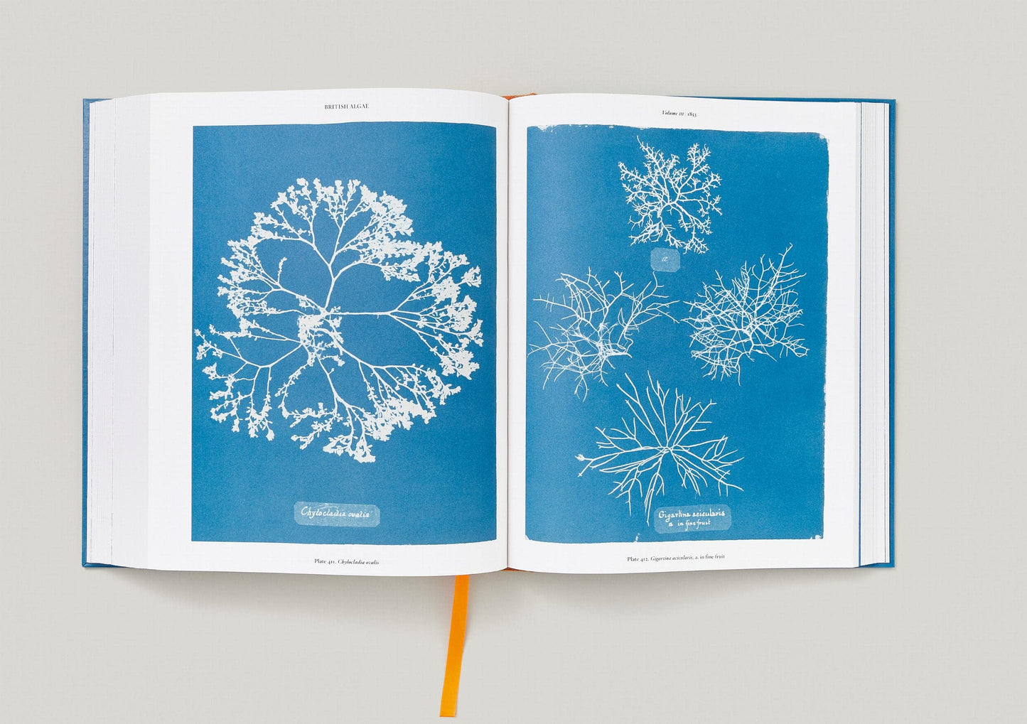 Anna Atkins / Cyanotypes