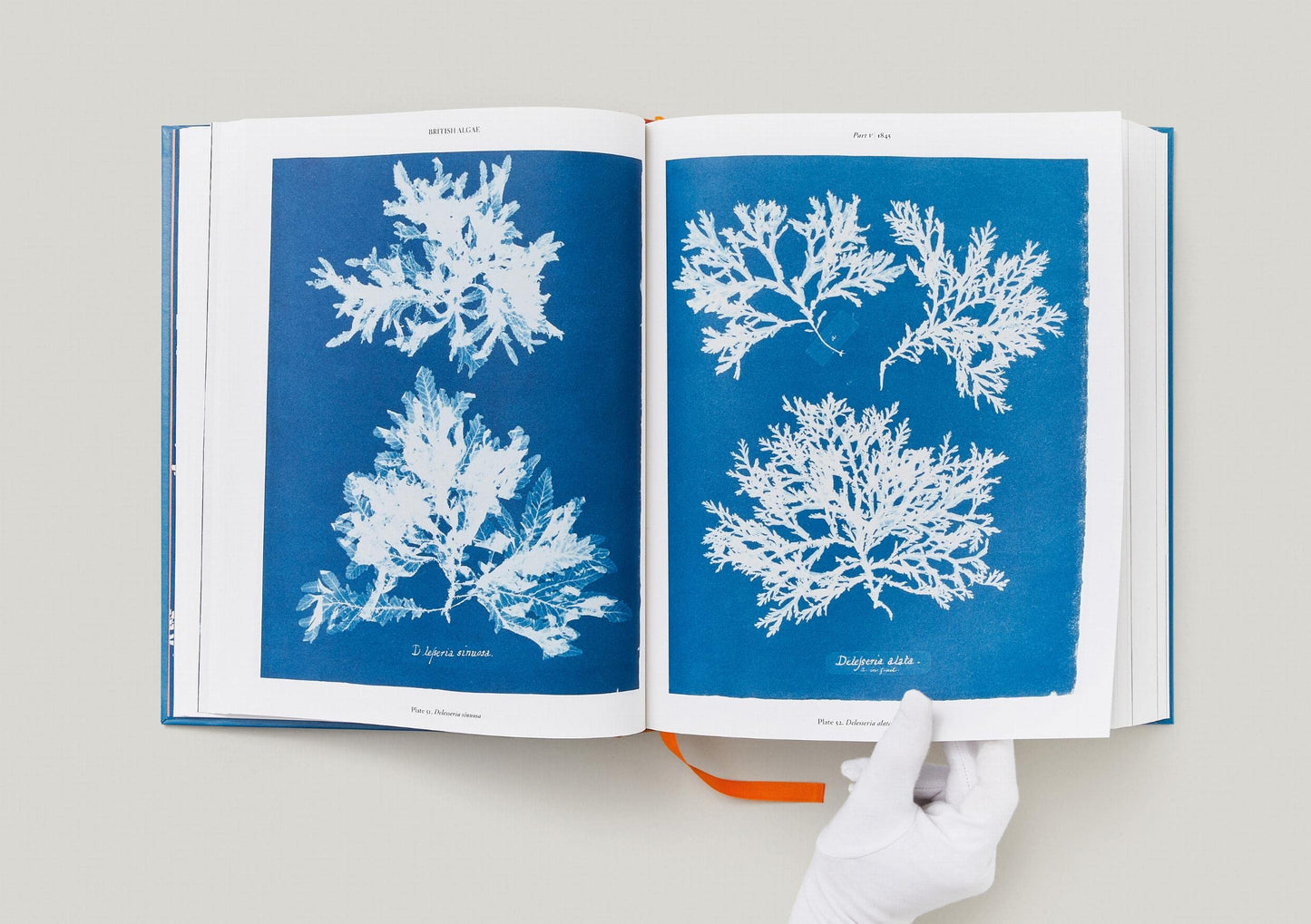 Anna Atkins / Cyanotypes