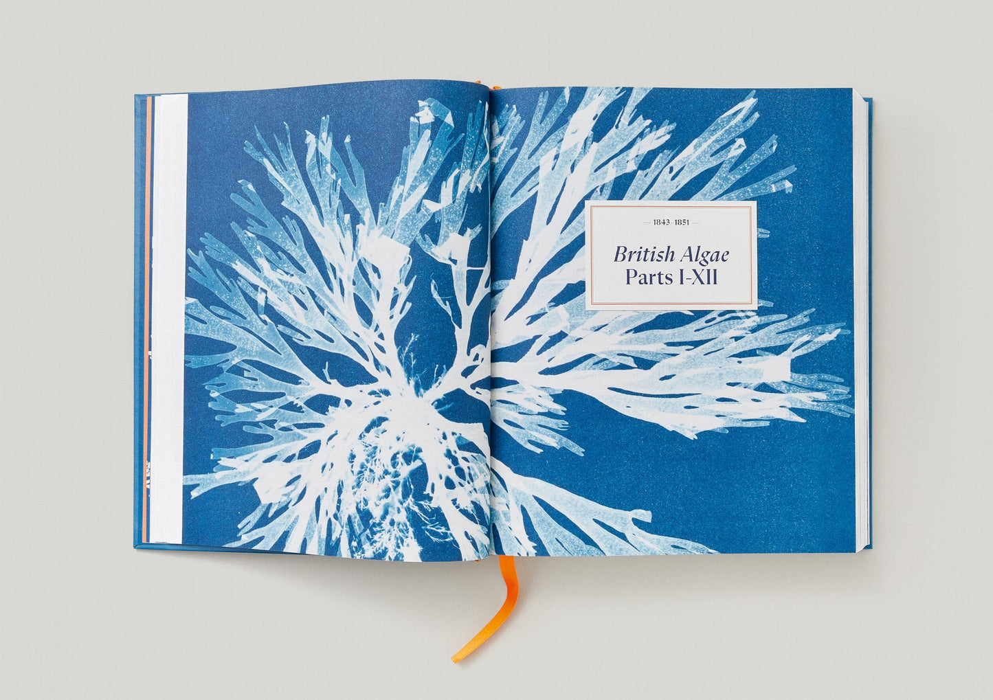 Anna Atkins / Cyanotypes