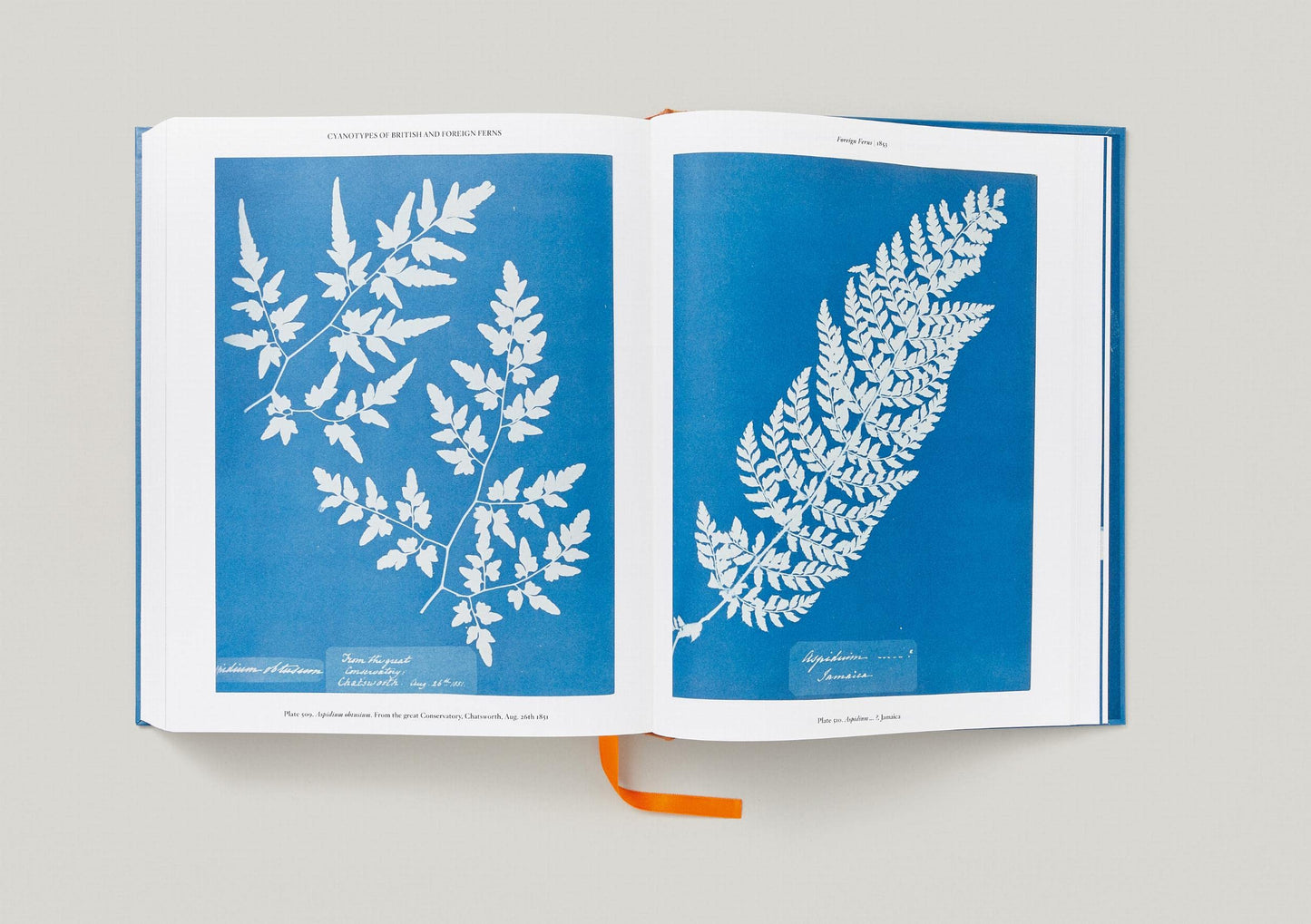 Anna Atkins / Cyanotypes