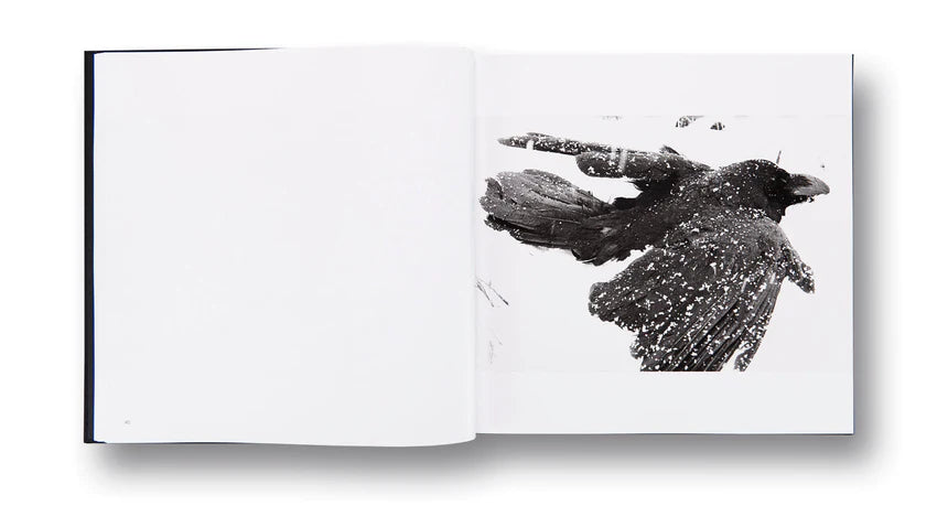 Masahisa Fukase / Ravens