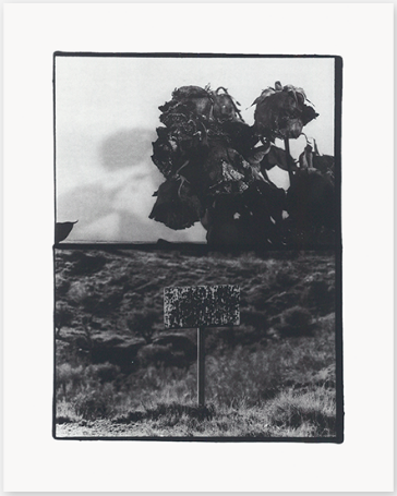 Benrido Mini Collotype Portfolio: Sakiko Nomura|Träumerei