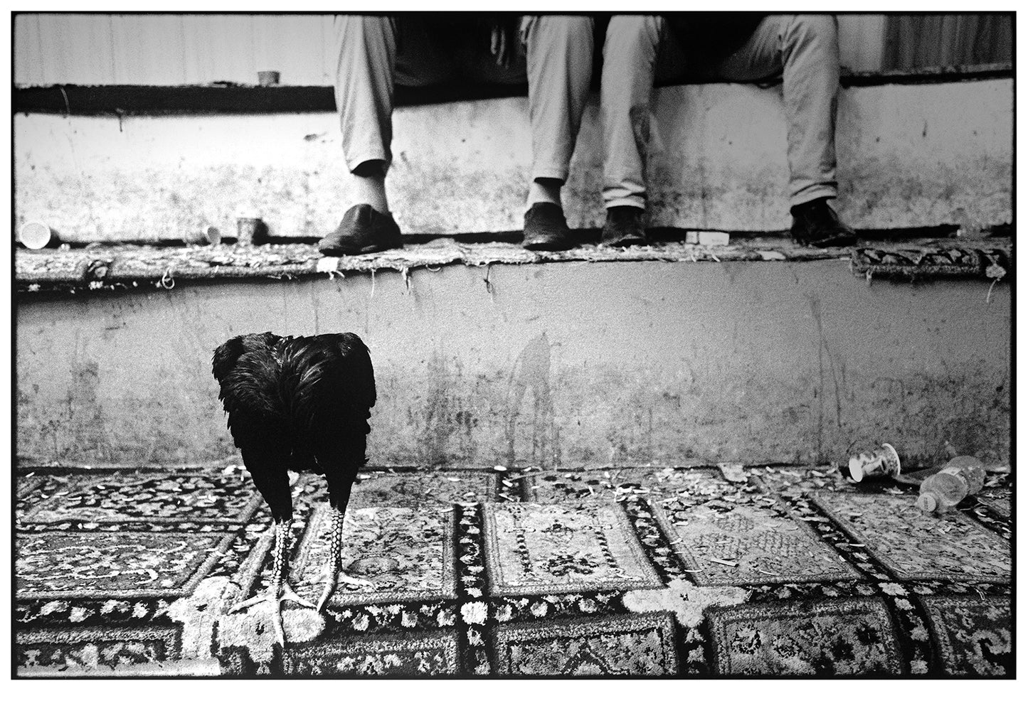 Simon Chang / Special edition of Shepherds and the Slaughterhouse (Pastirji in klavnica)