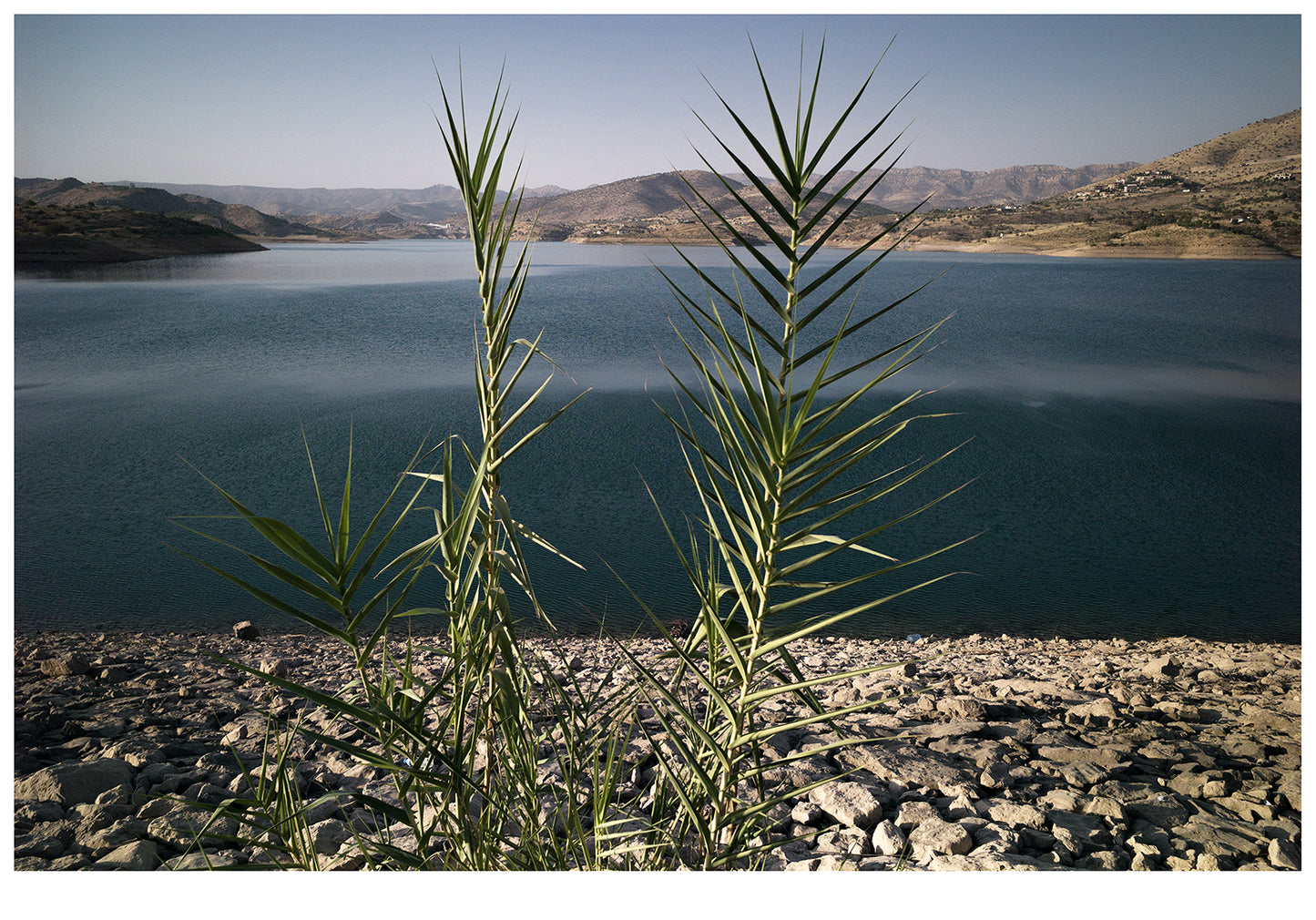 Simon Chang / Special edition of Shepherds and the Slaughterhouse (Pastirji in klavnica)