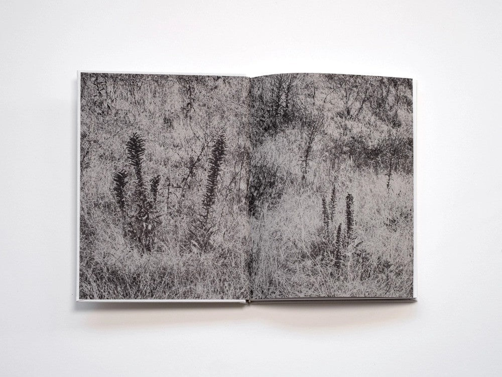 Filippo Zambon / Goodbye Meadow
