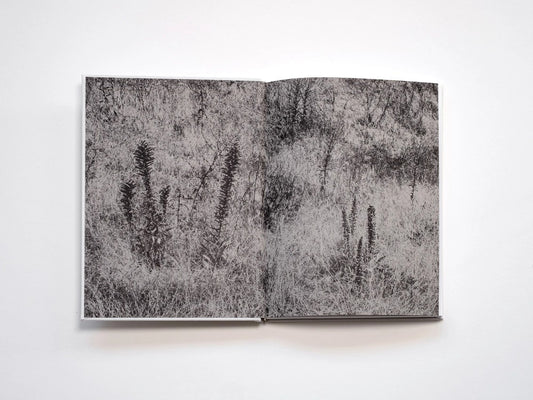 Filippo Zambon / Goodbye Meadow