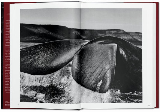 Sebastião Salgado / Genesis