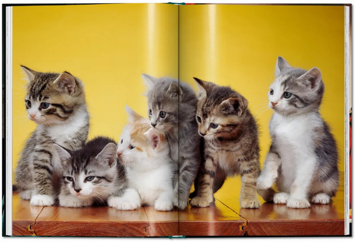  Walter Chandoha / Cats. Photographs 1942–2018