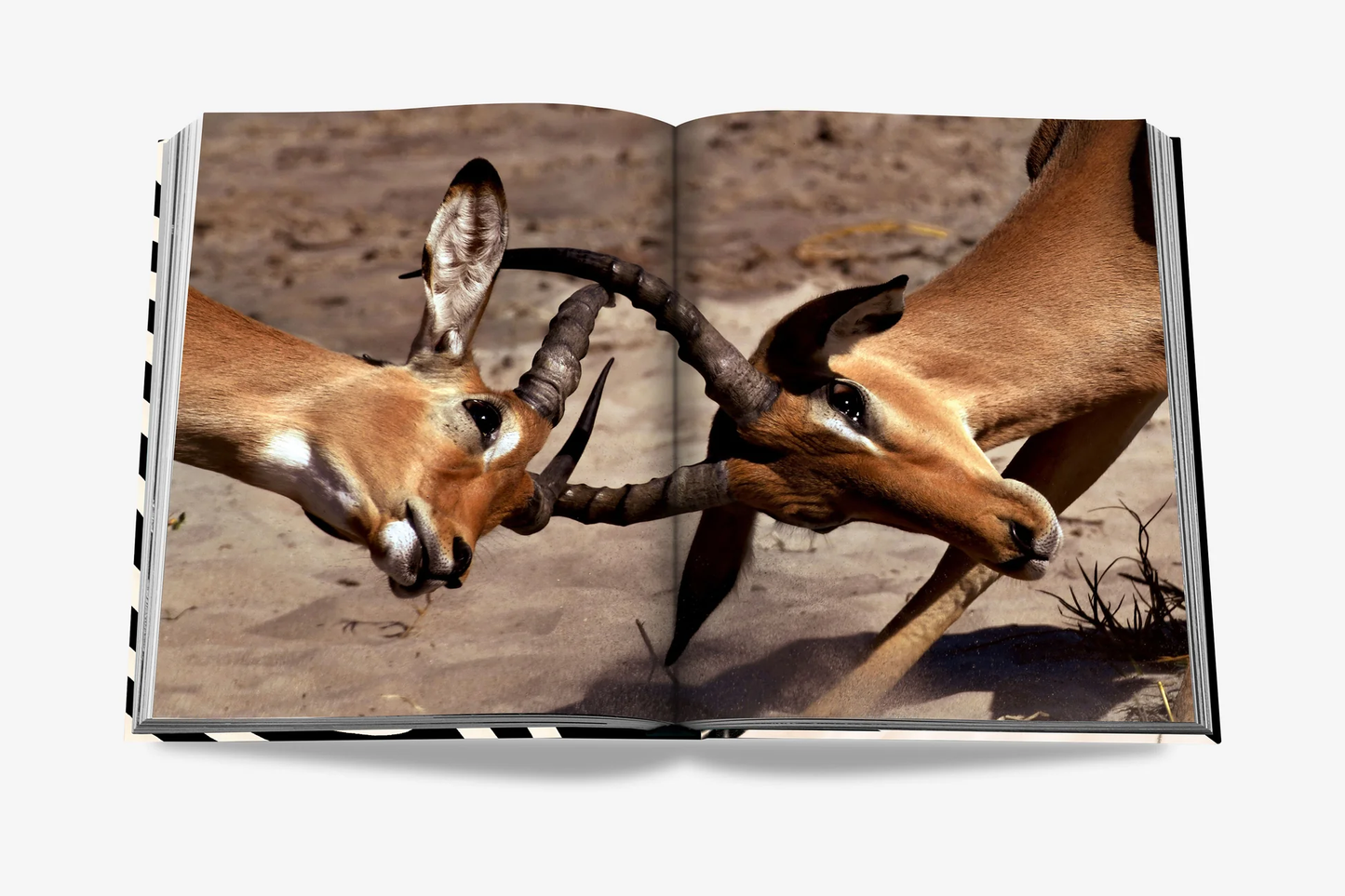 African Adventures: The Greatest Safari on Earth