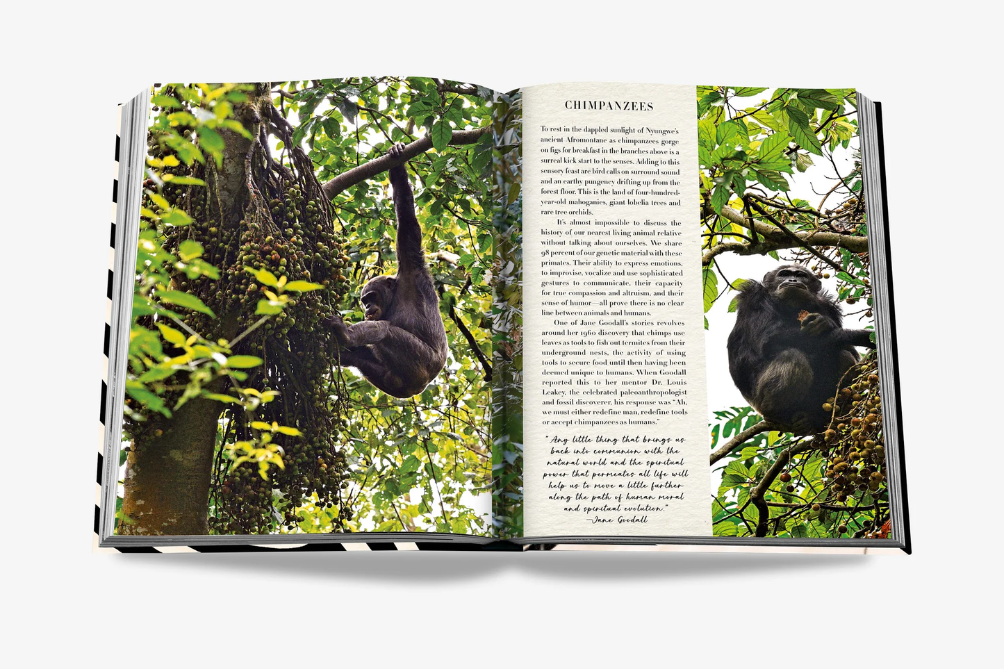 African Adventures: The Greatest Safari on Earth