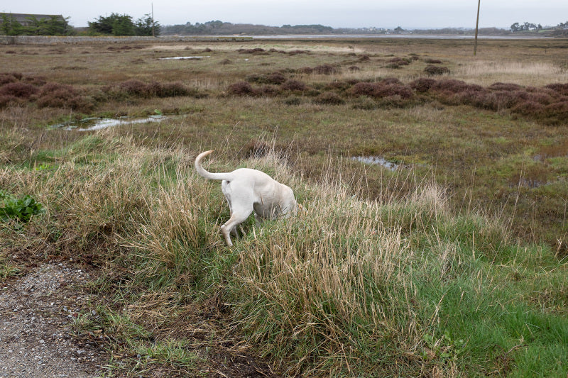 Paul Montagnon / Valse Triste