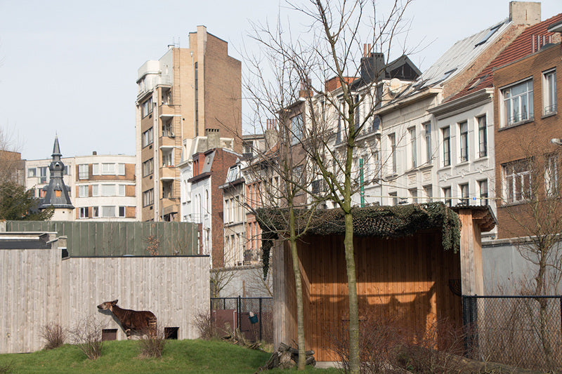 Paul Montagnon / Valse Triste