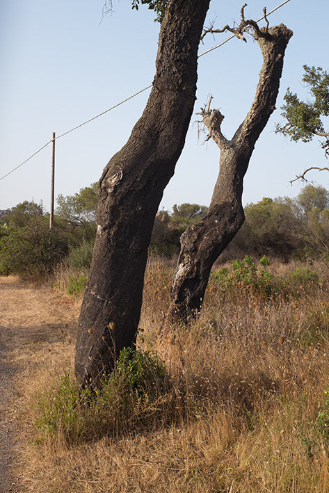 Paul Montagnon / Valse Triste