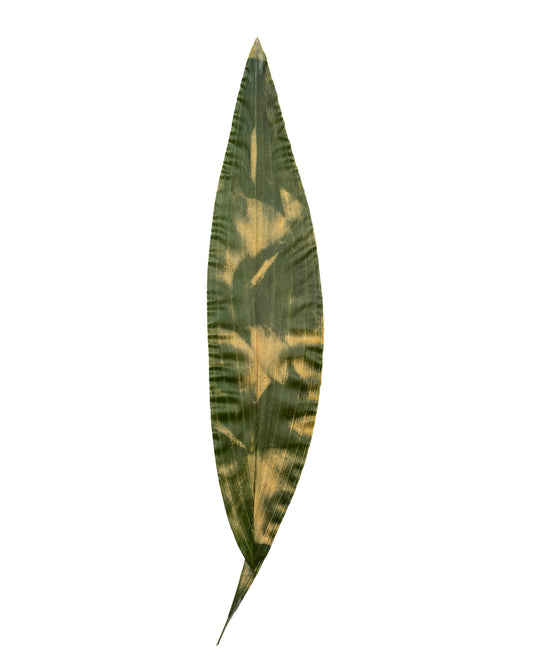 Tilyen Mucik / Gladiolus on Aspidistra, 2024