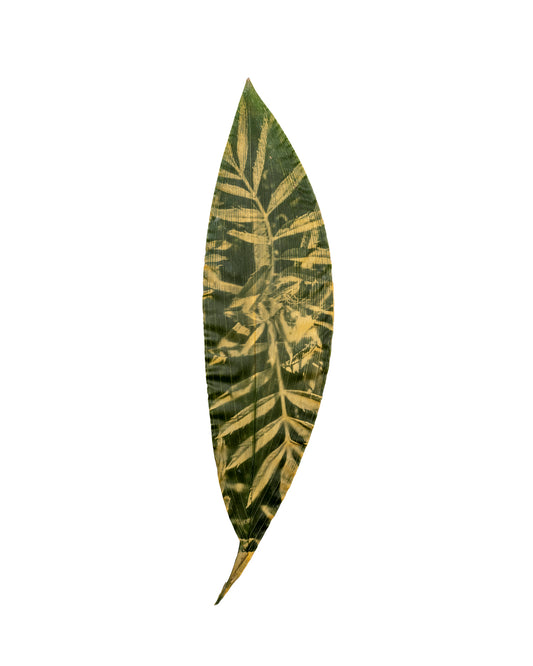 Tilyen Mucik / Tagetes (leaf) on Aspidistra, 2024