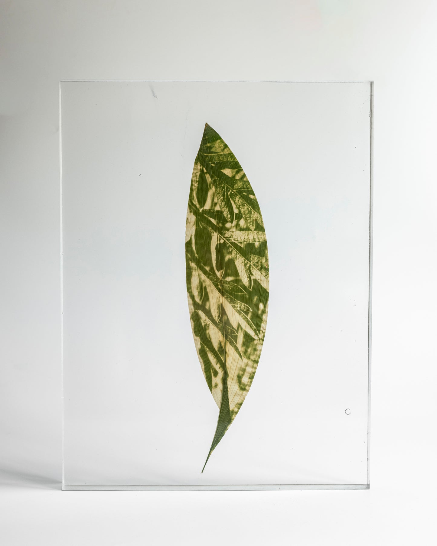 Tilyen Mucik / Orange Cosmos (leaf) on Aspidistra, 2024