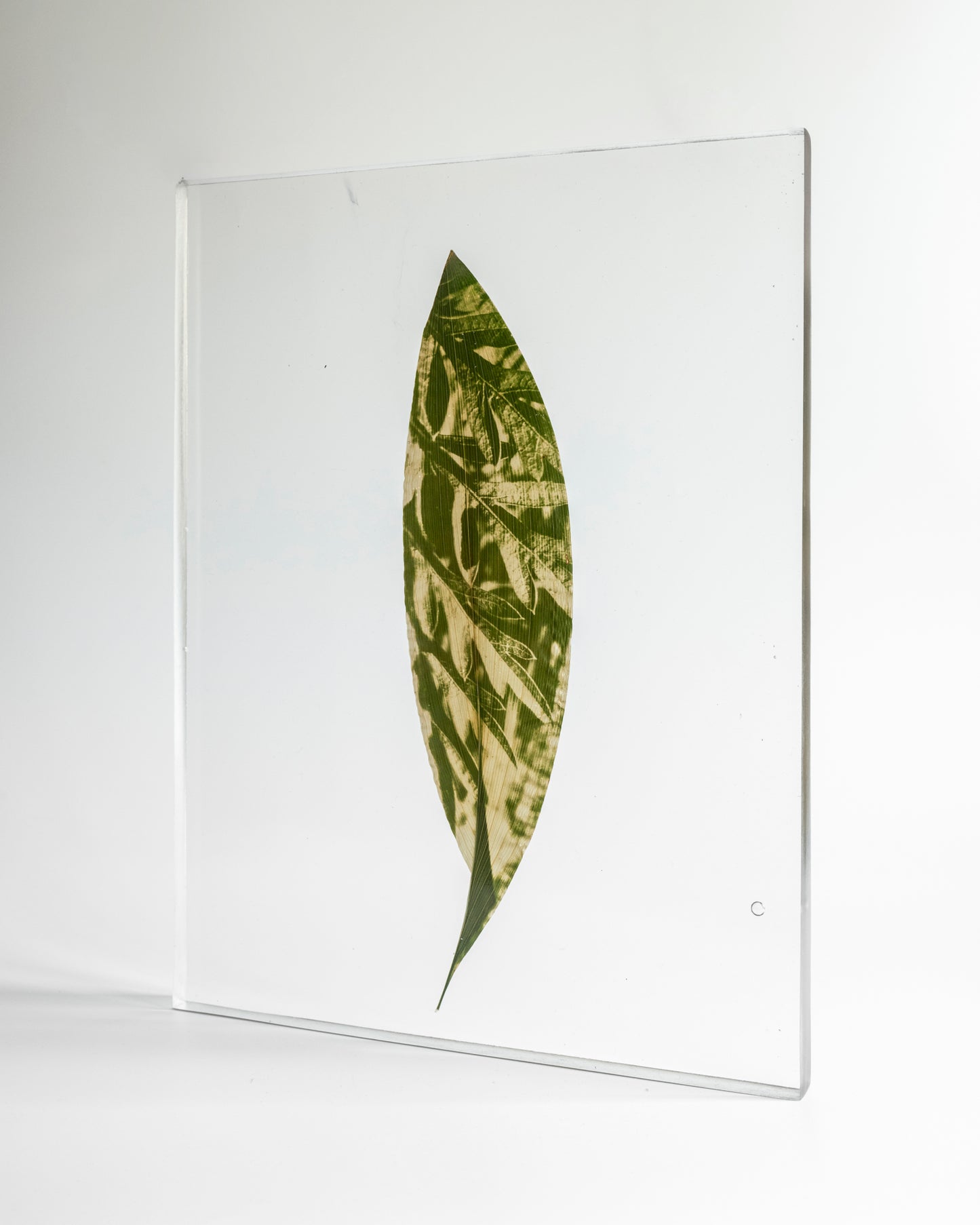 Tilyen Mucik / Orange Cosmos (leaf) on Aspidistra, 2024