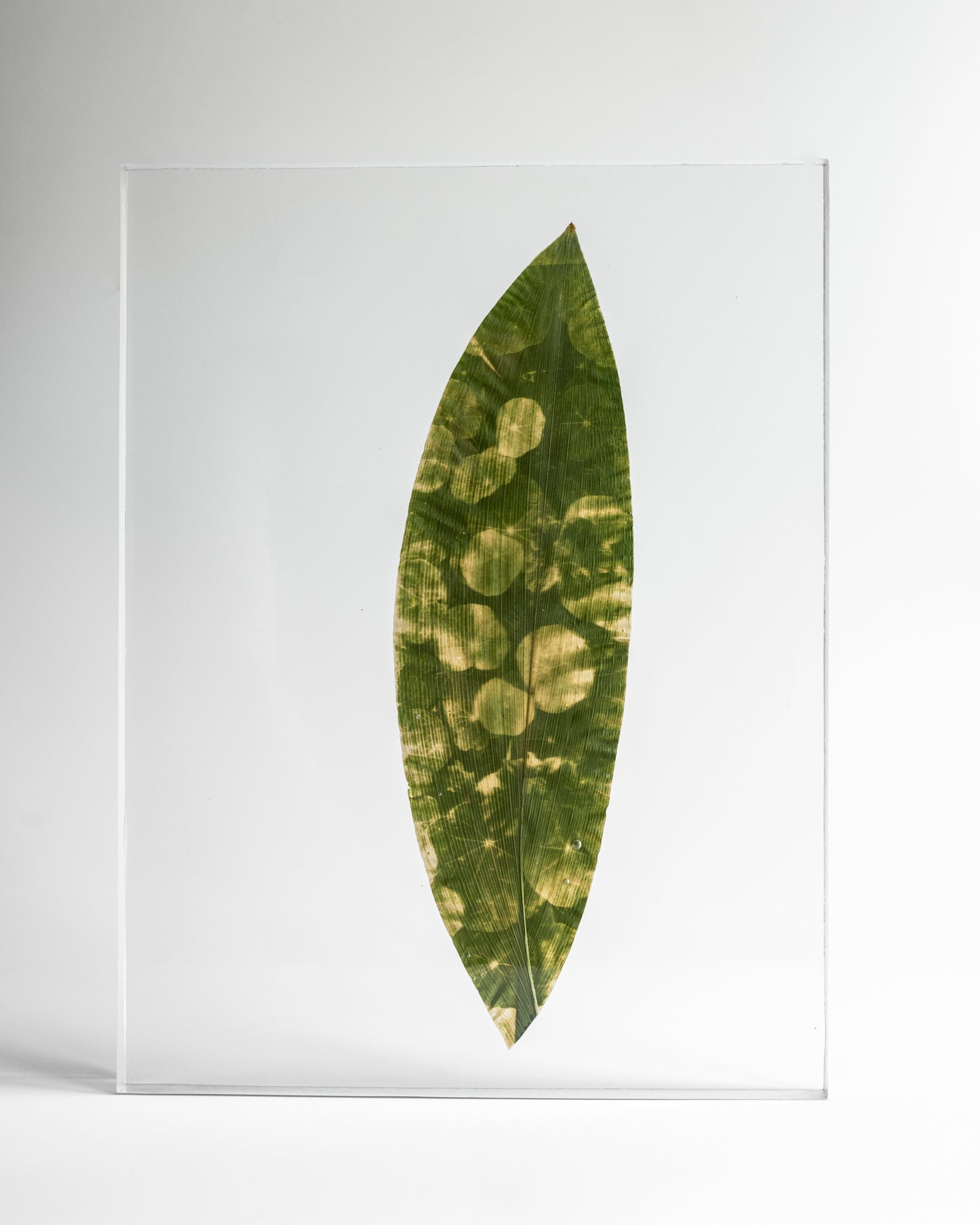 Tilyen Mucik / Nasturtium on Aspidistra, 2024