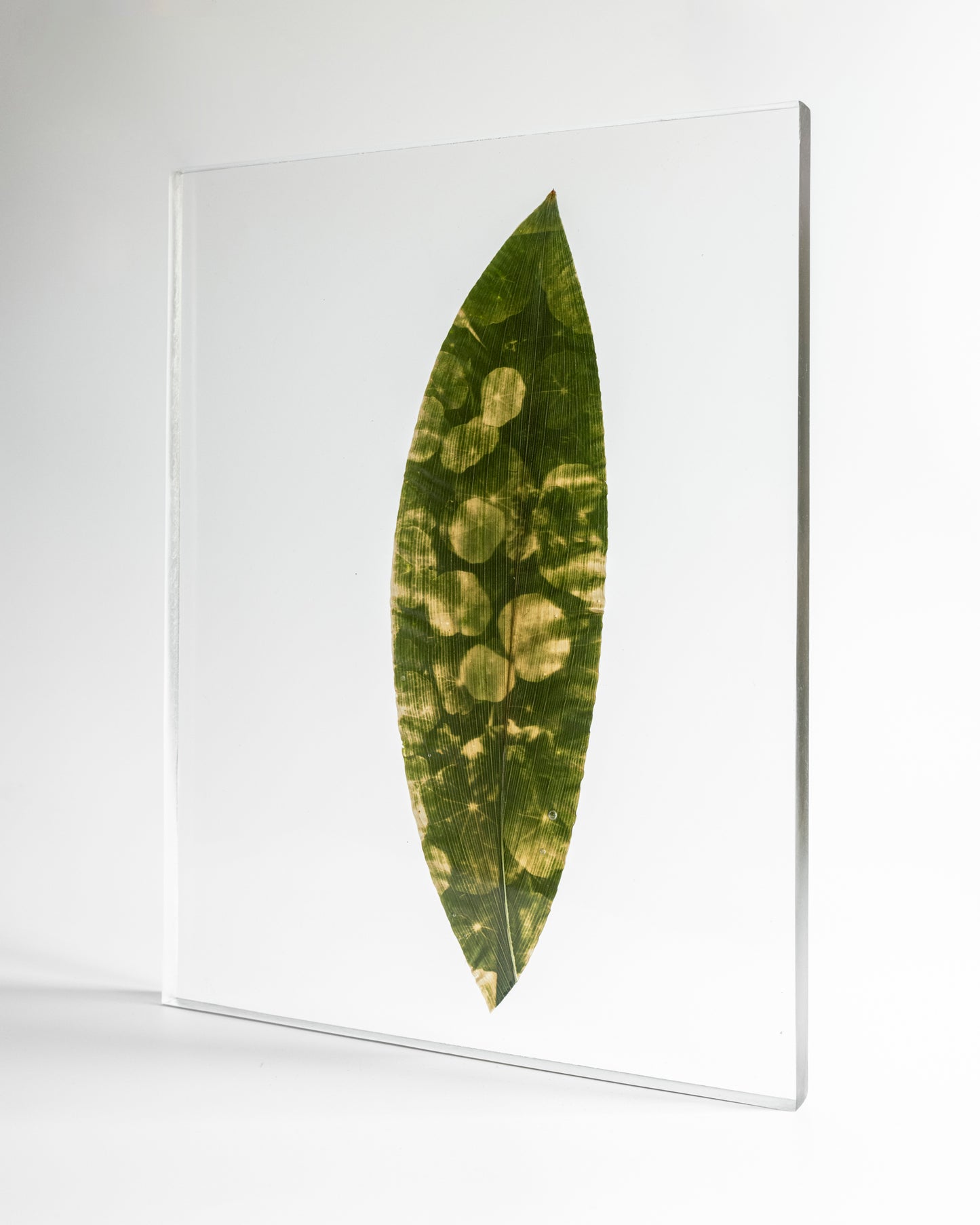 Tilyen Mucik / Nasturtium on Aspidistra, 2024