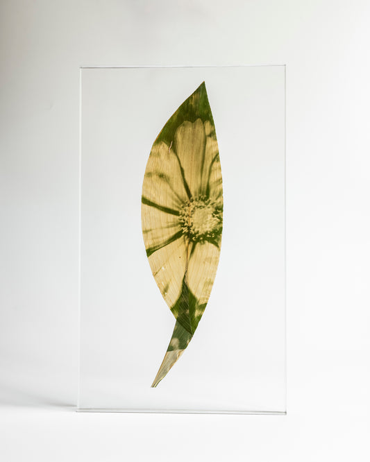 Tilyen Mucik / Cosmos on Aspidistra, 2024