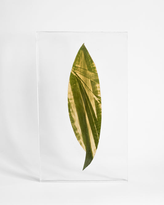 Tilyen Mucik / Areca on Aspidistra, 2024