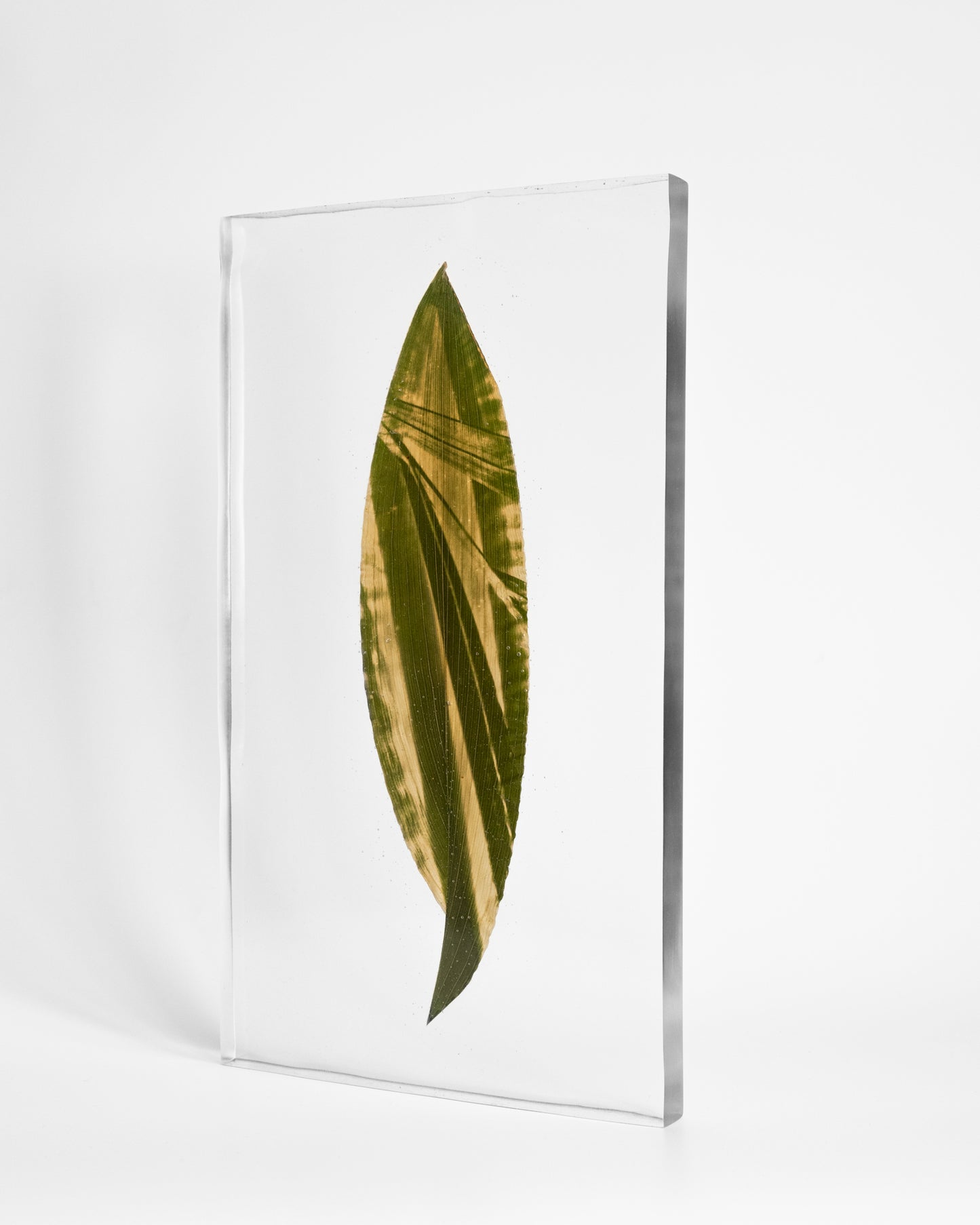 Tilyen Mucik / Areca on Aspidistra, 2024