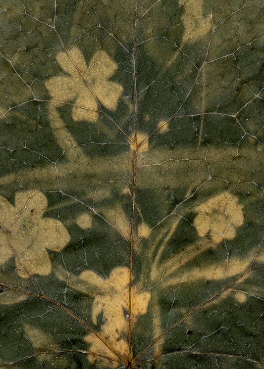 Tilyen Mucik / Lychnis on Hedera (detail), 2024