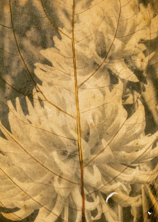 Tilyen Mucik / Dahlia on Hydrangea (detail), 2024