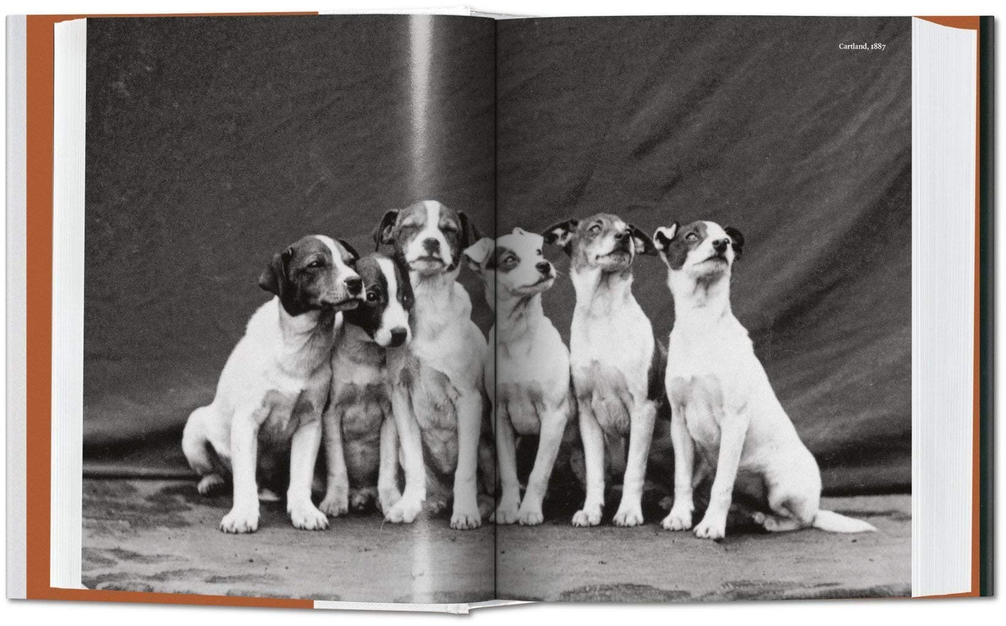 The Dog in Photography 1839–Today