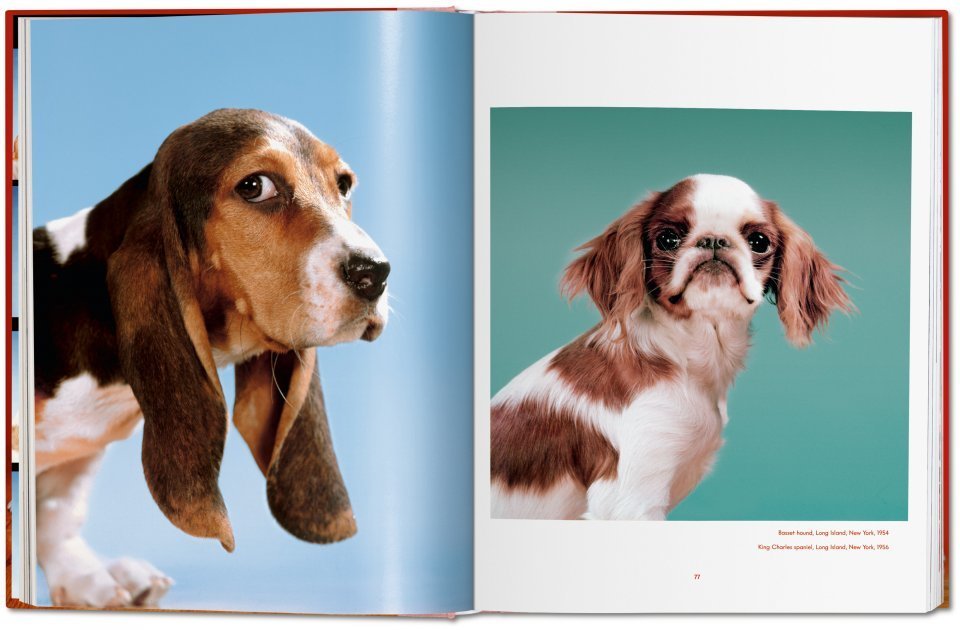 Walter Chandoha / Dogs. Photographs 1941–1991