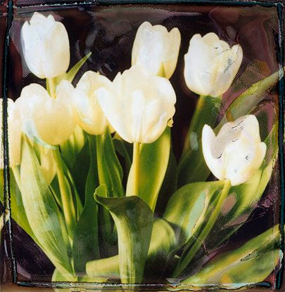 EURO ROTELLI - Tulips #22
